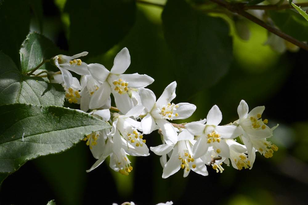 Bel fiore bianco su arbusto - Deutzia crenata